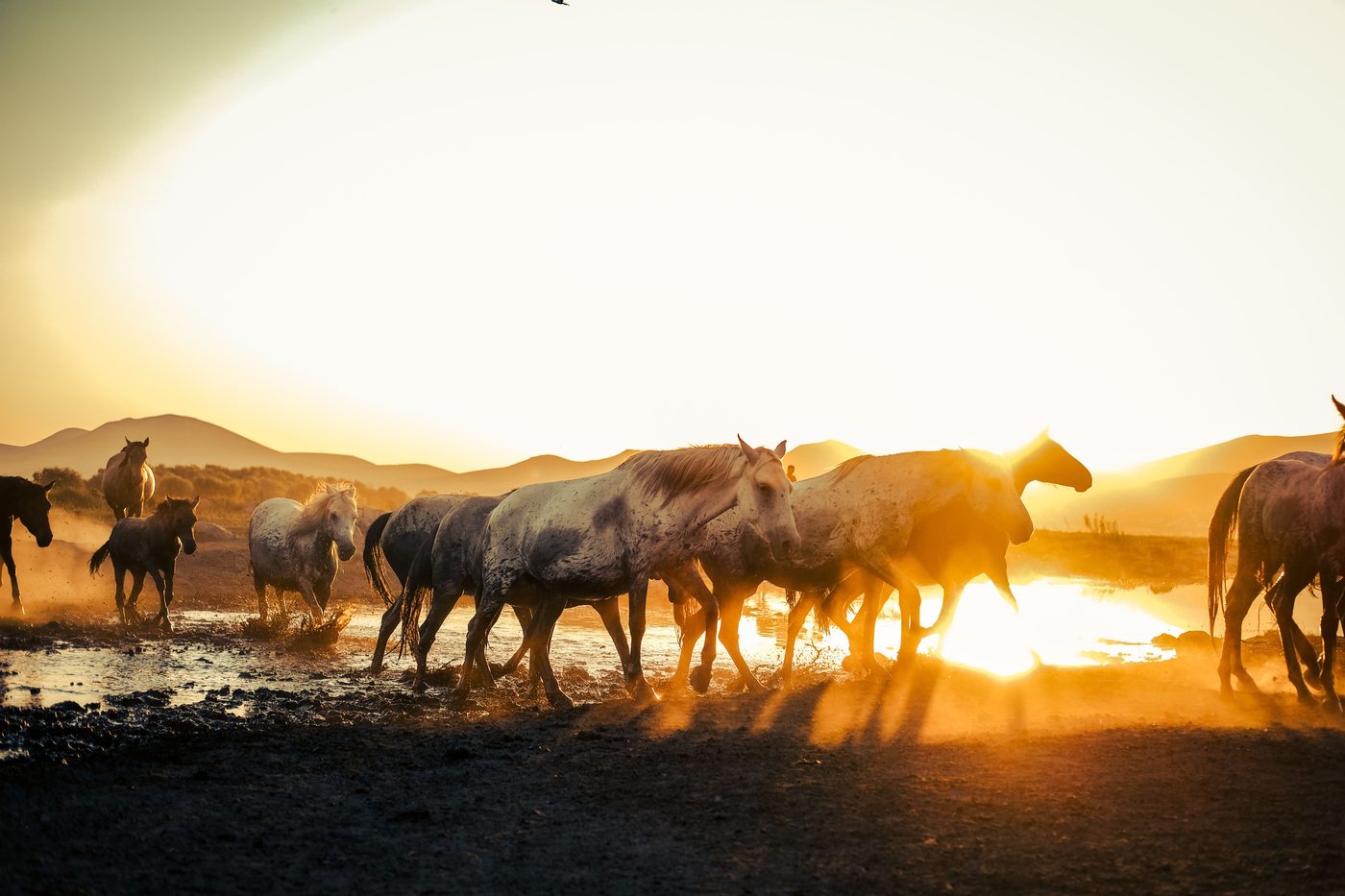 All the Pretty Horses
