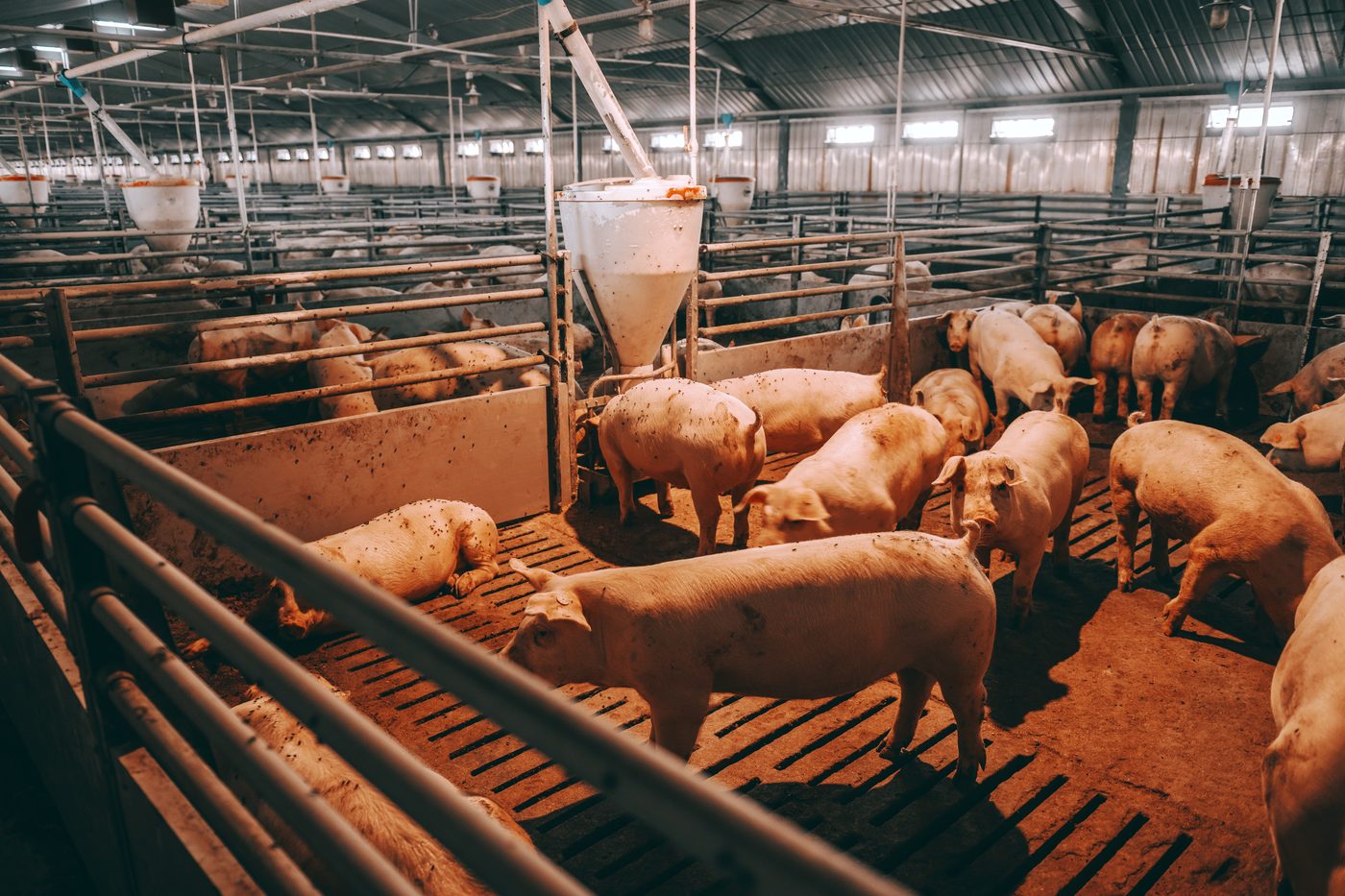 Animal Farm by George Orwell (Premium Hardcover Edition)