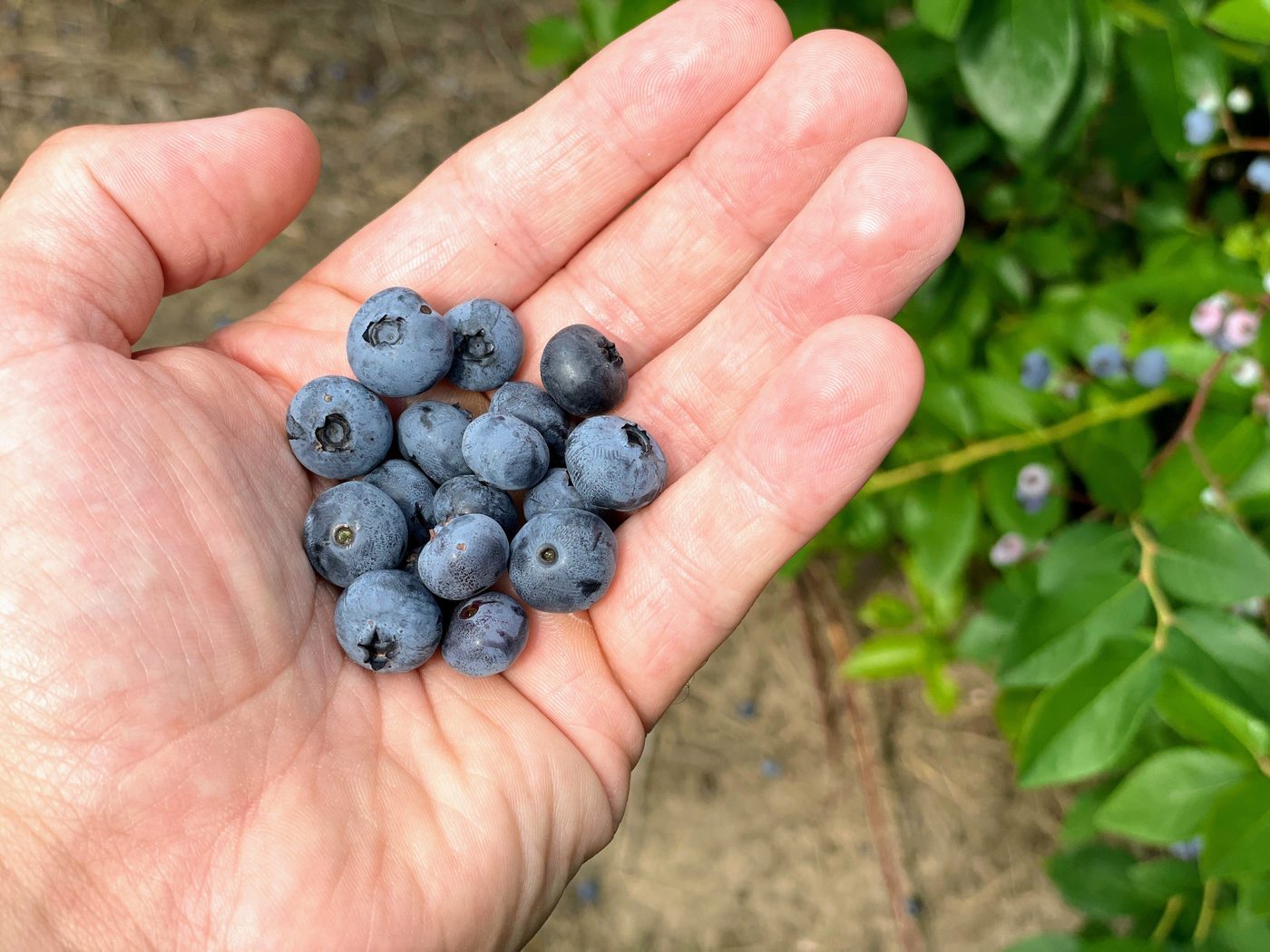 The Berry Pickers