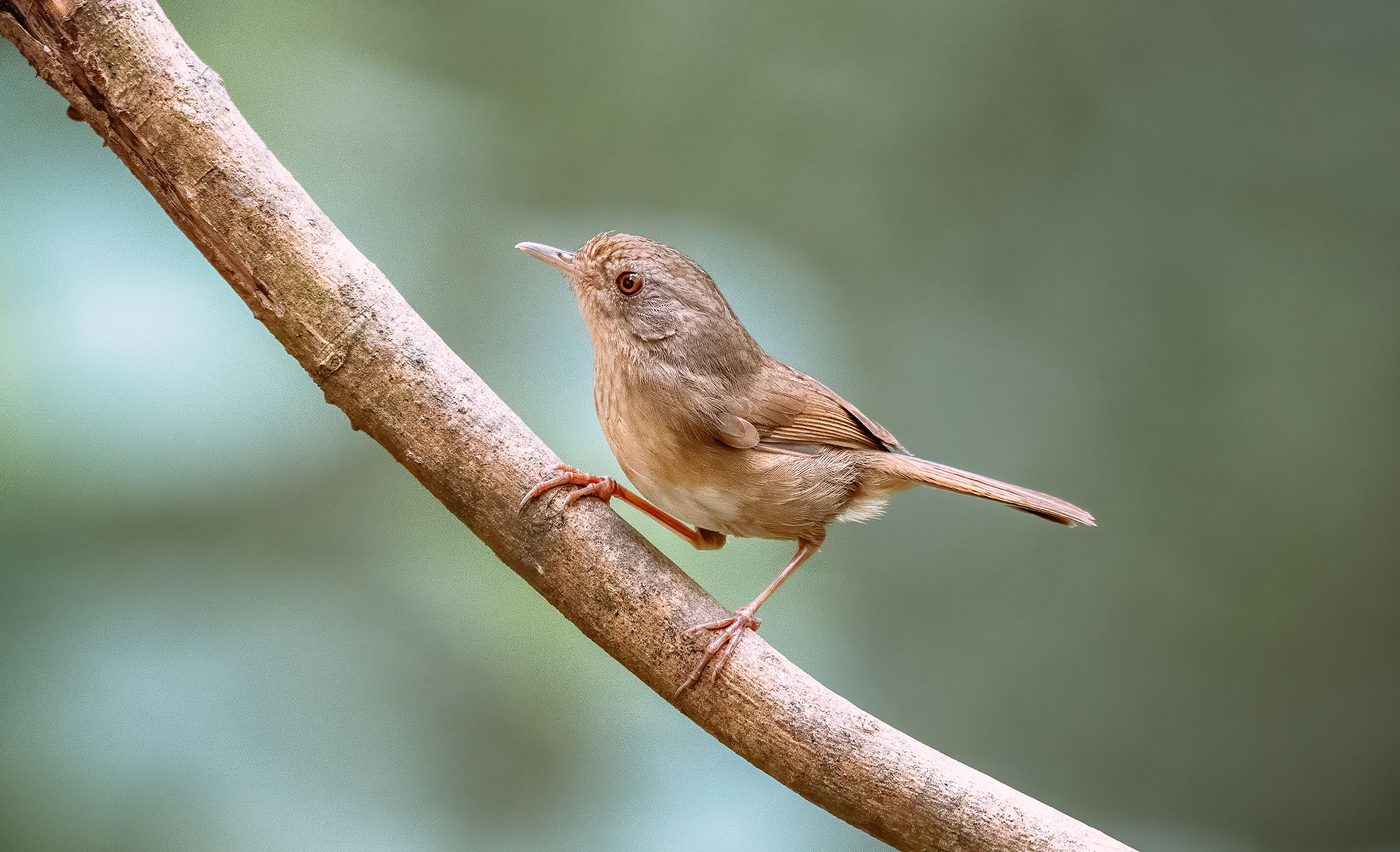 Bird by Bird