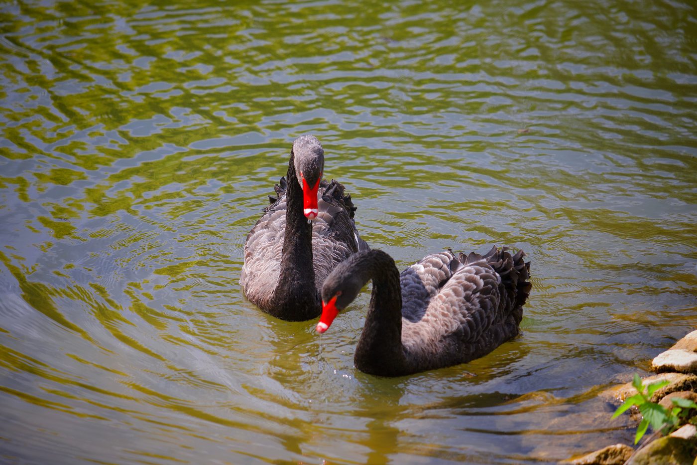 The Black Swan