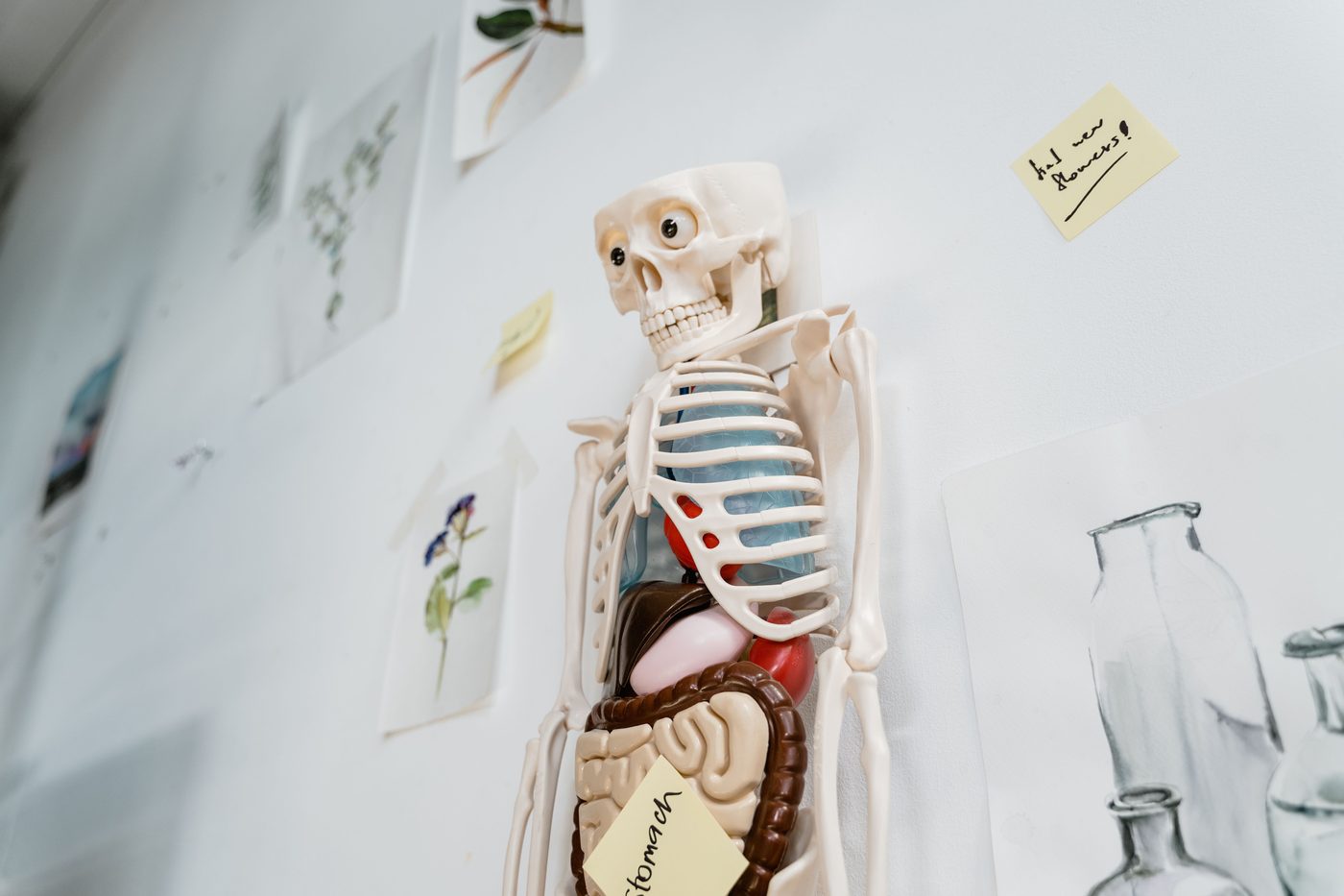The Body: A Guide for Occupants