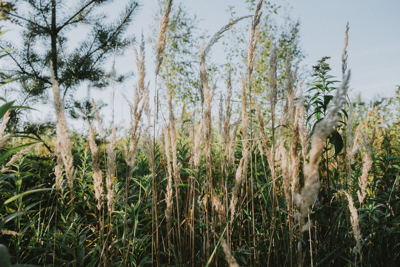 Braiding Sweetgrass
