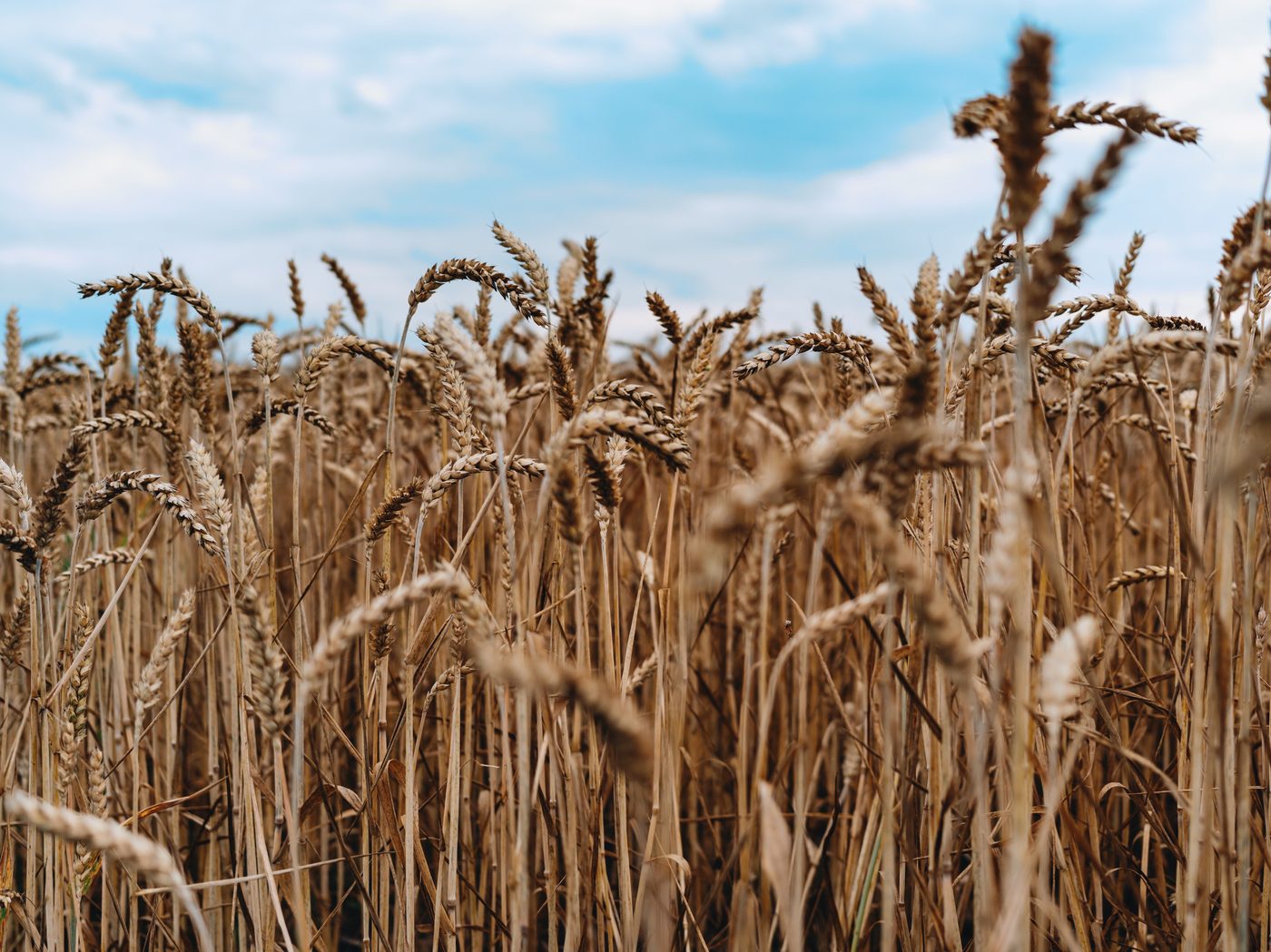 Grain Brain