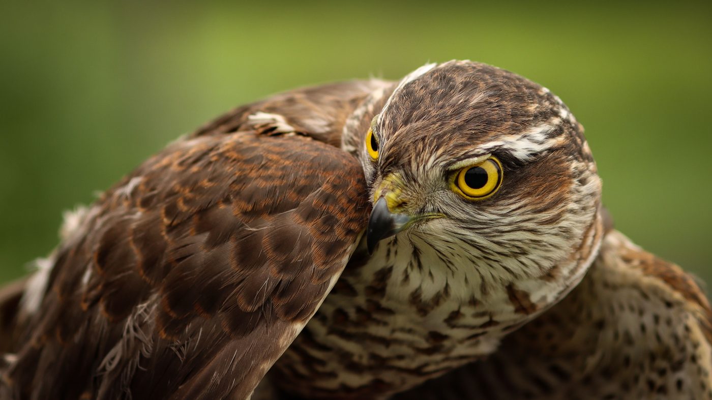 H Is for Hawk