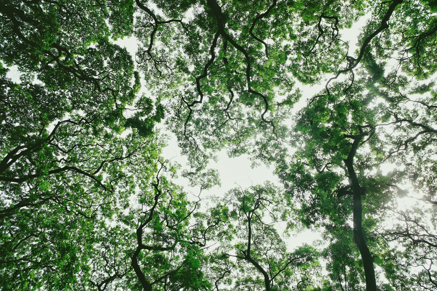 The Hidden Life of Trees