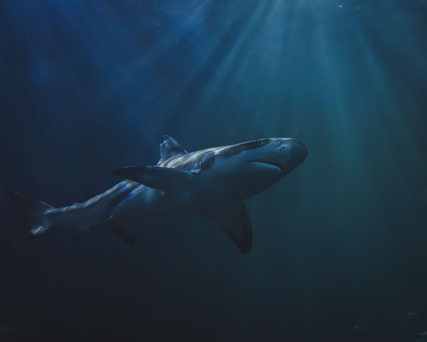 Jaws