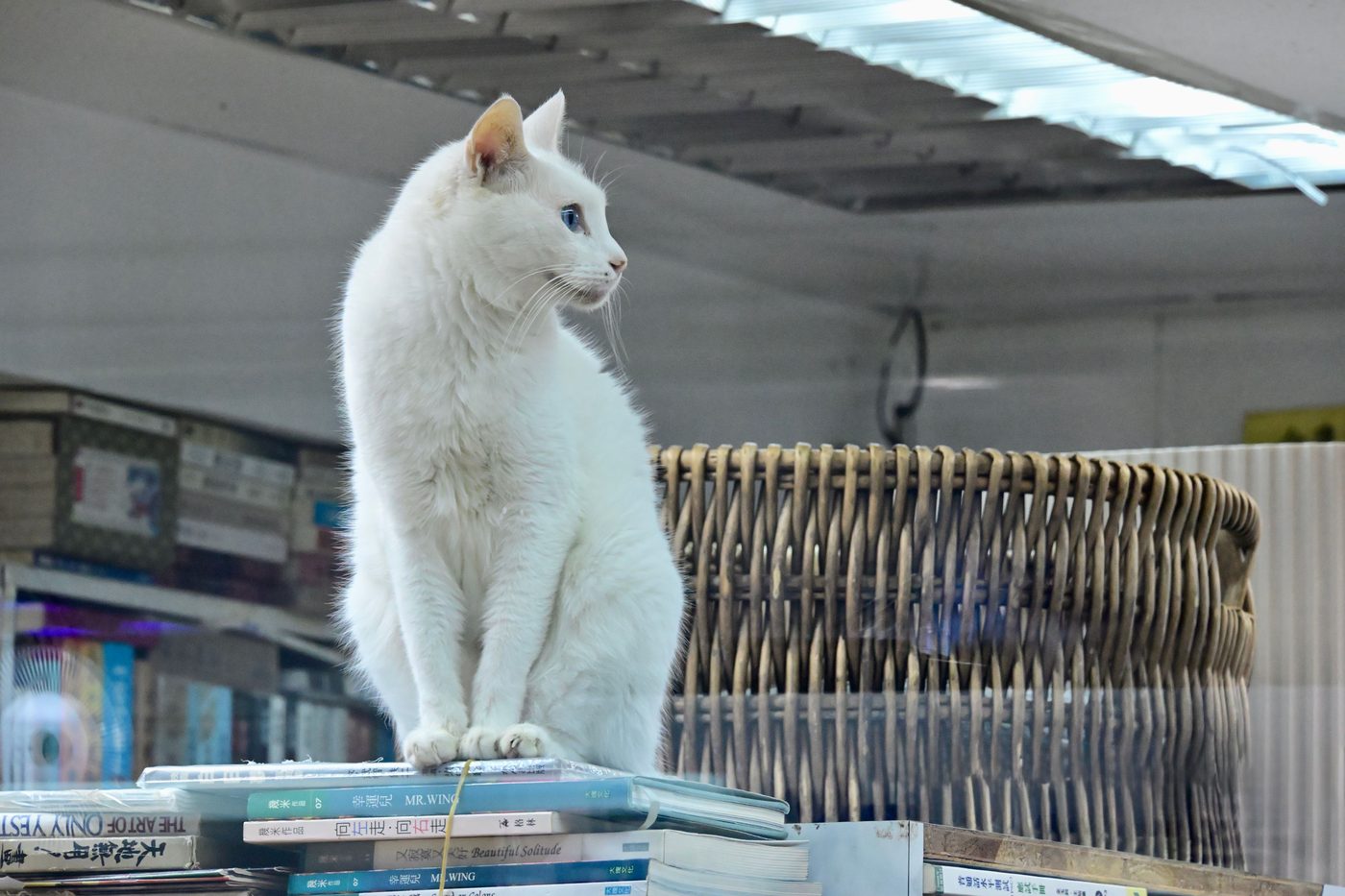 Kafka on the Shore
