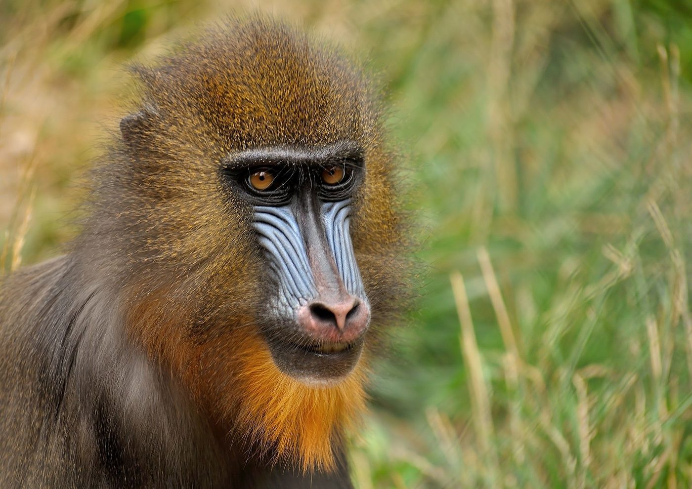 The Moral Animal