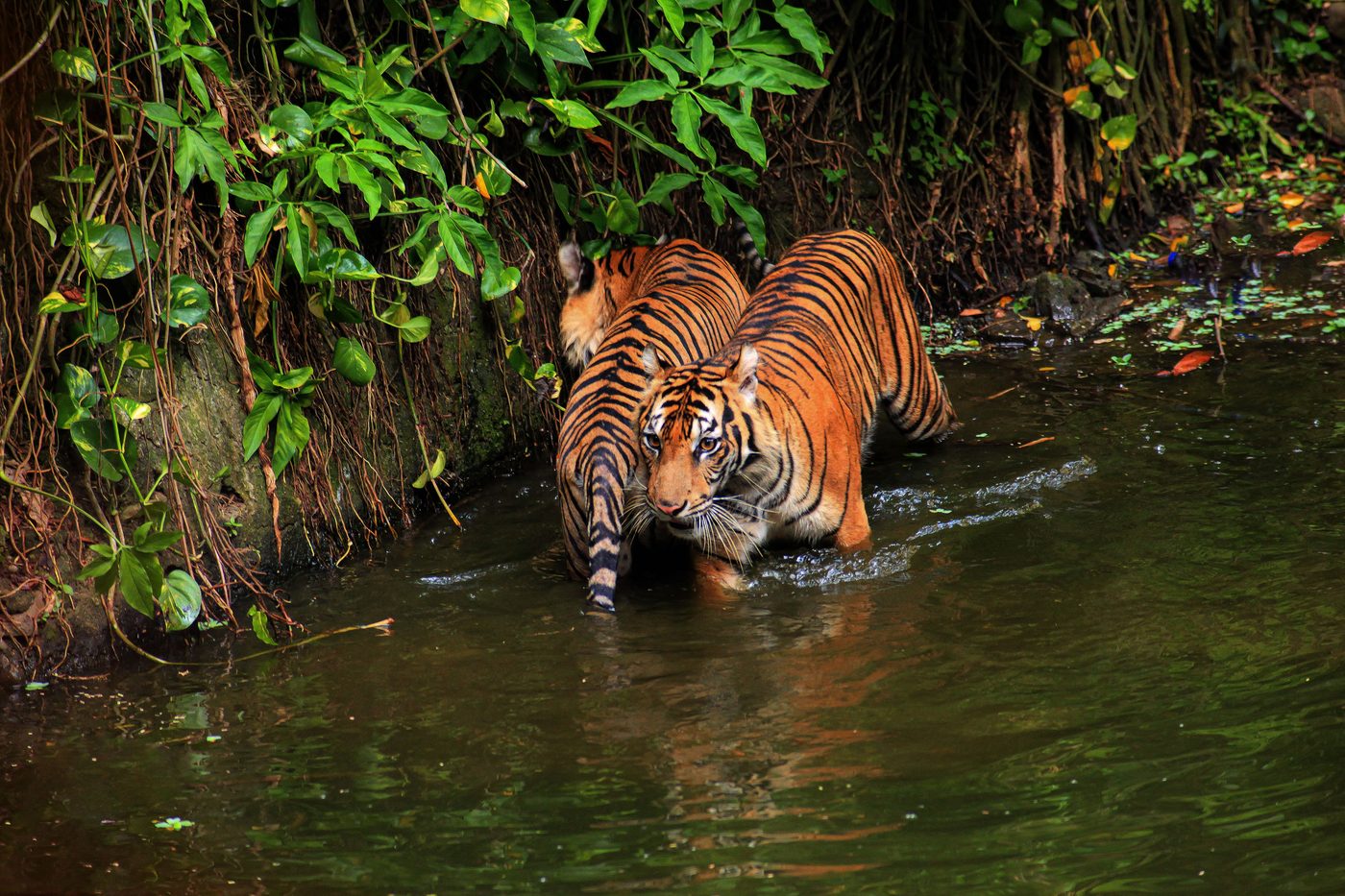 The Night Tiger