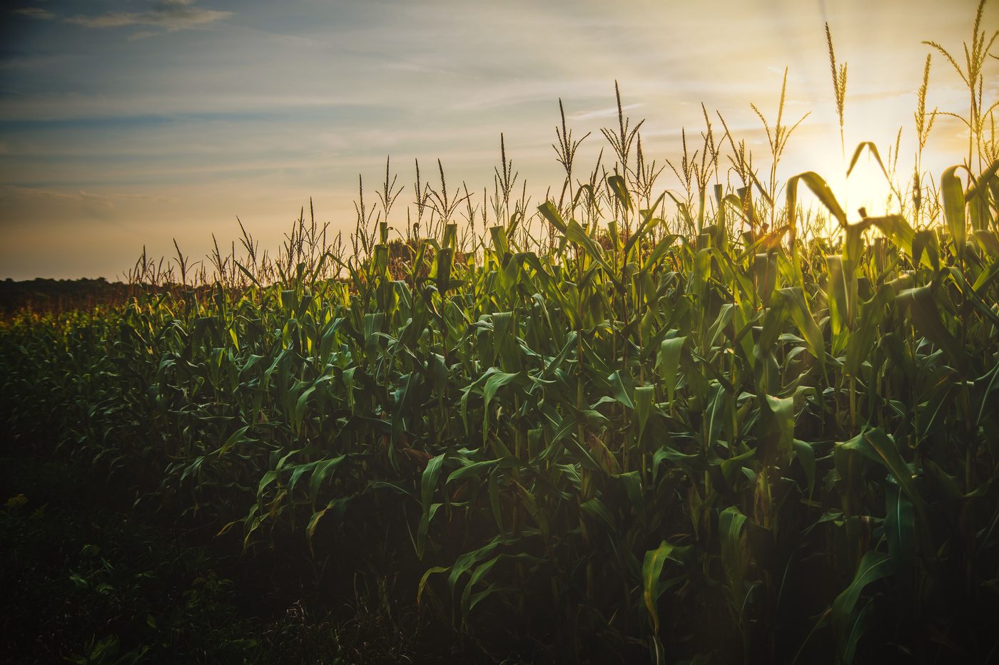 The Omnivore's Dilemma