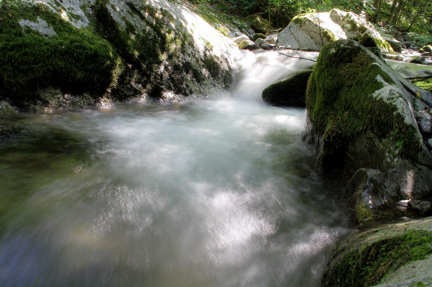 Pilgrim at Tinker Creek