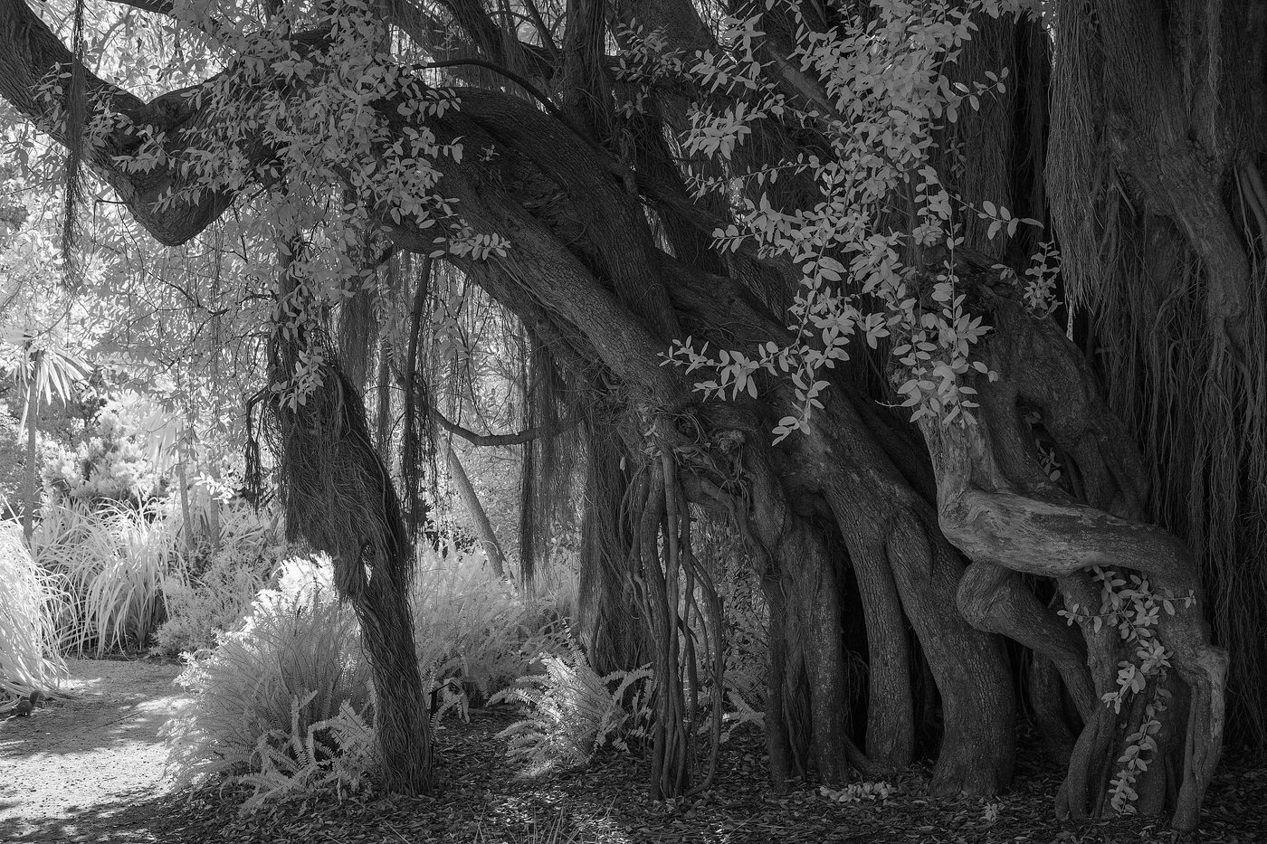 The Priory of the Orange Tree