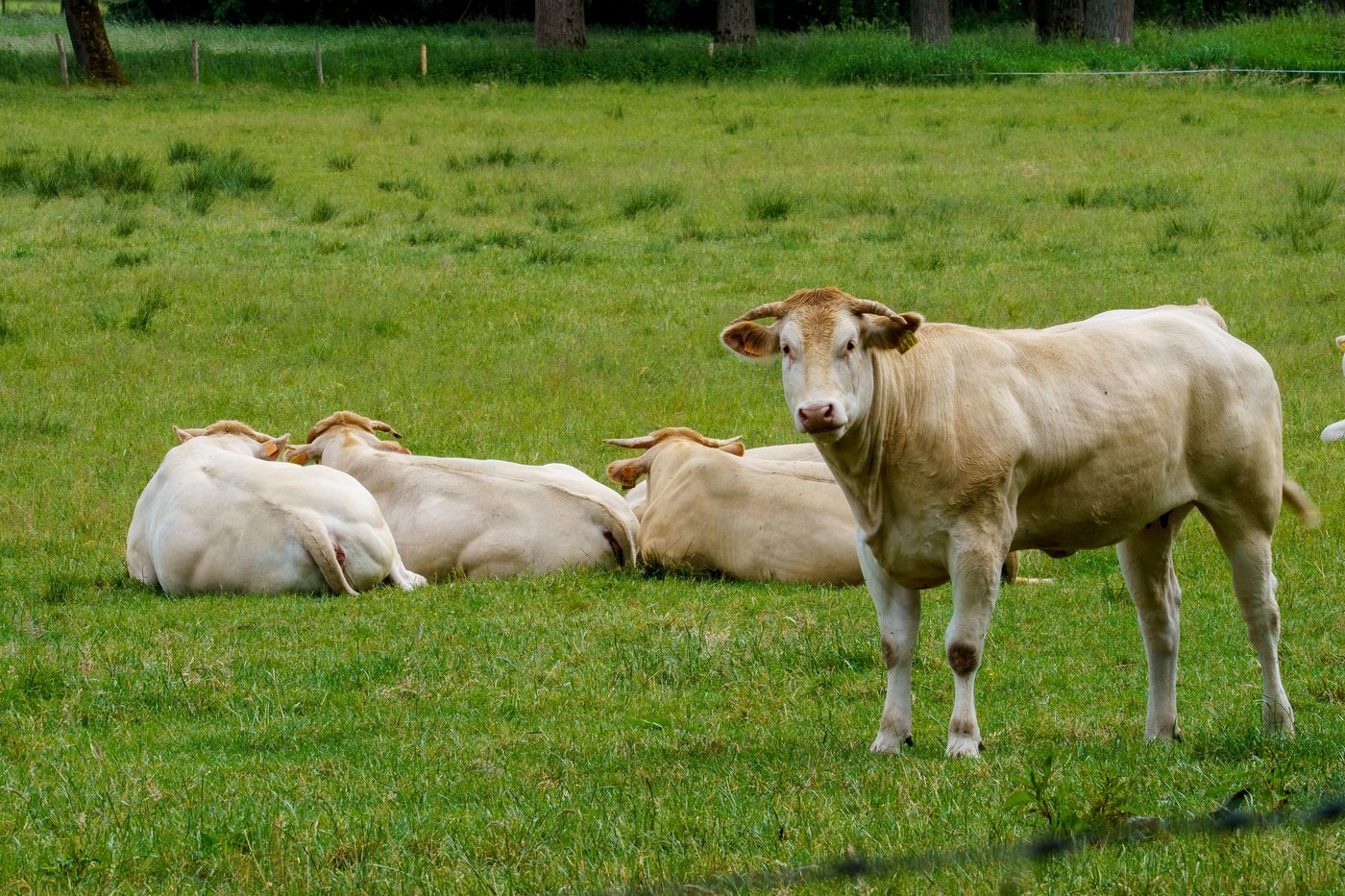 Purple Cow