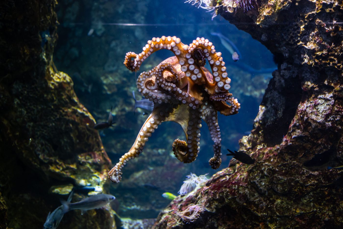 Remarkably Bright Creatures
