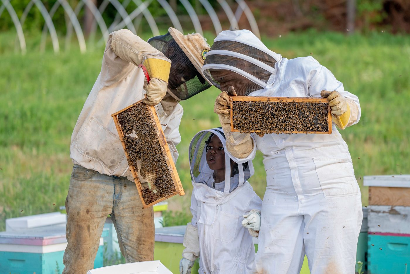 The Secret Life of Bees