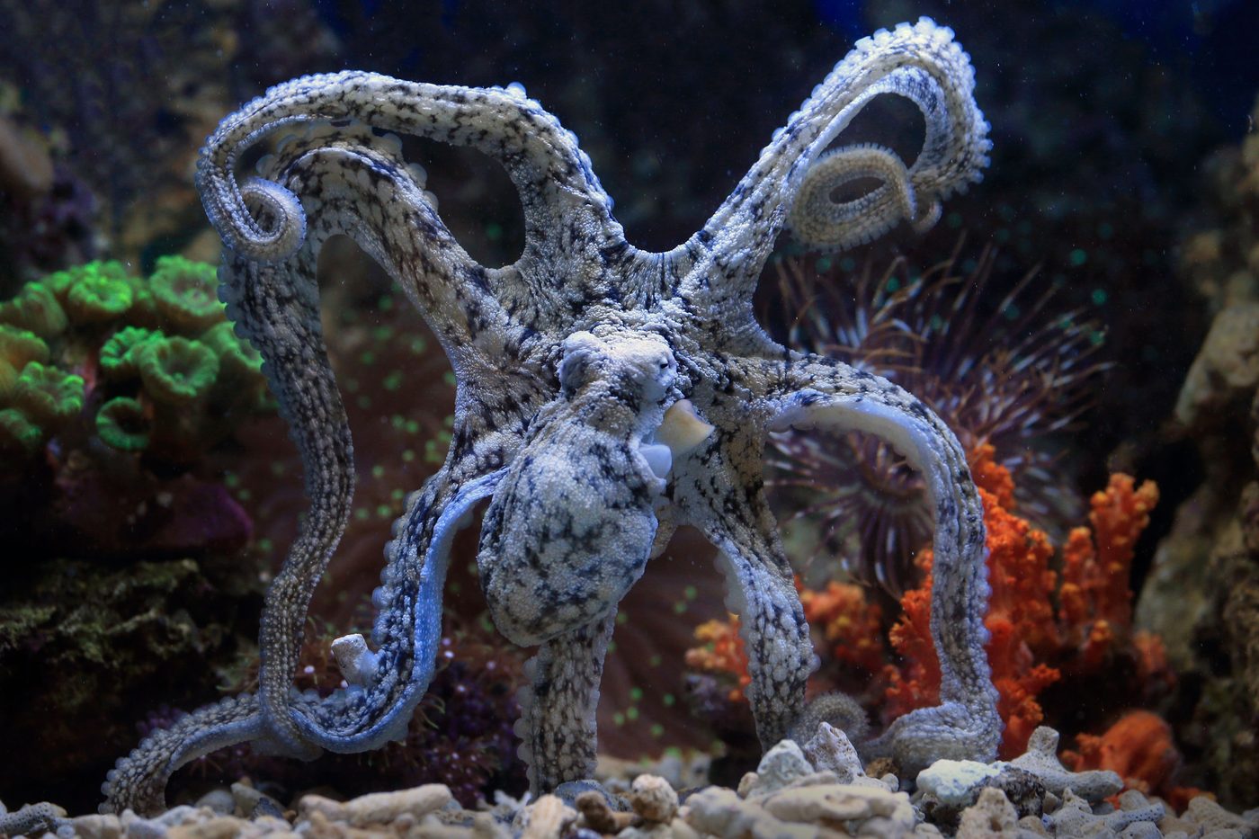 The Soul of an Octopus