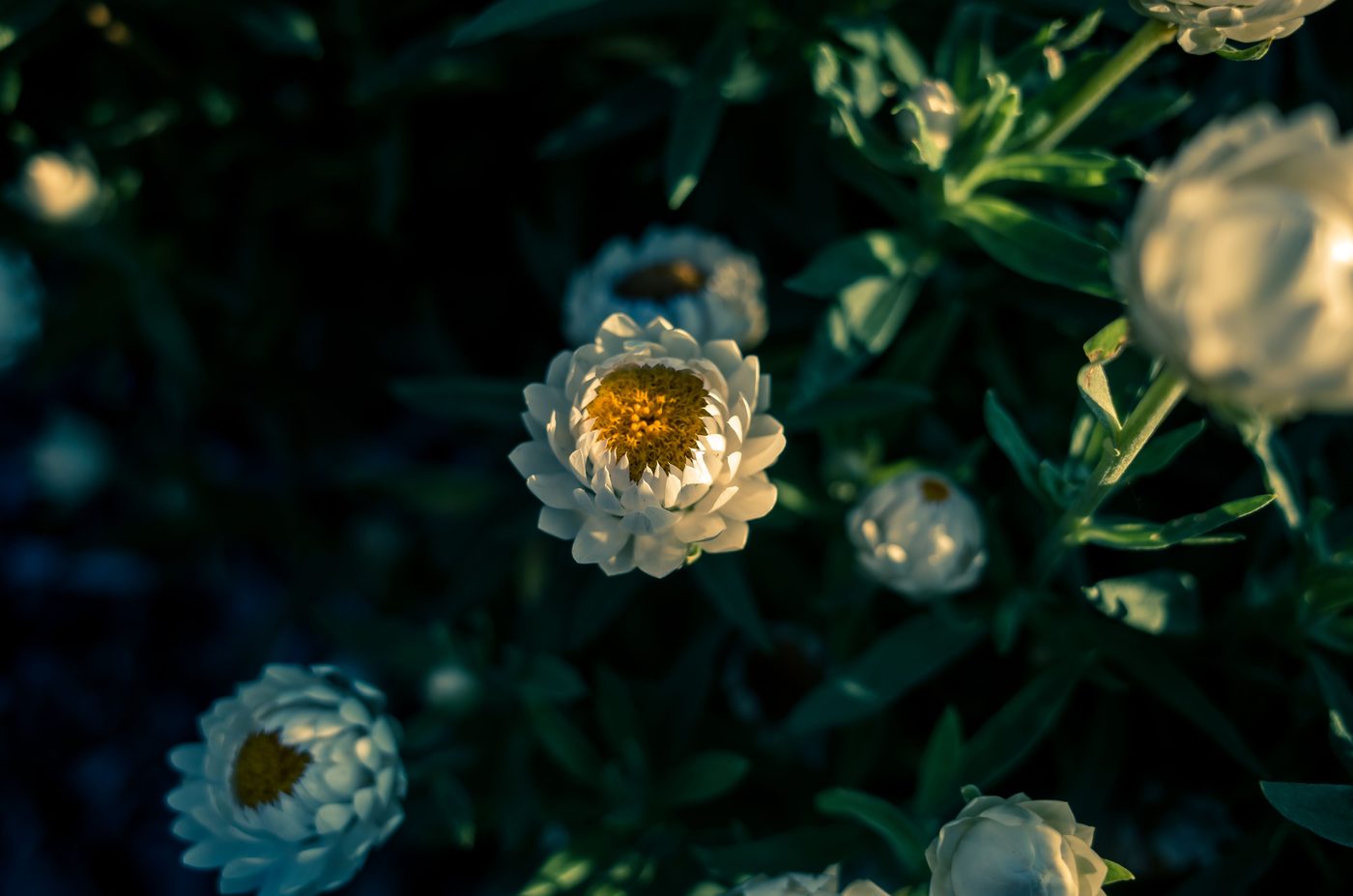 The Book of Delights by Ross Gay