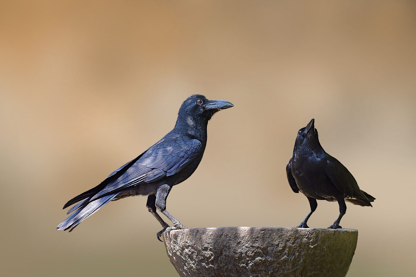 The Comfort of Crows by Margaret Renkl
