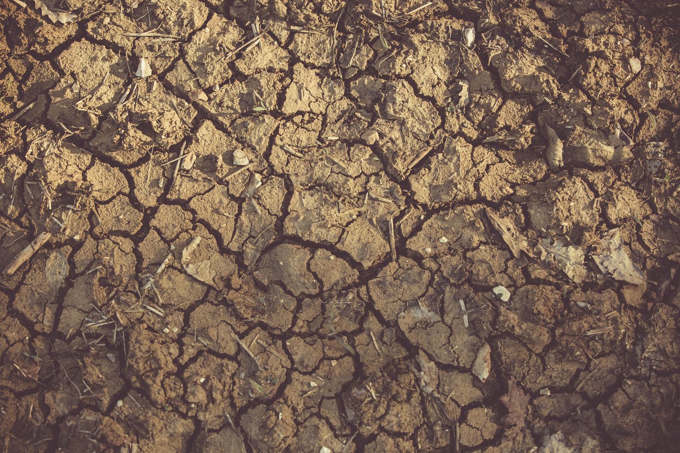 The Dry