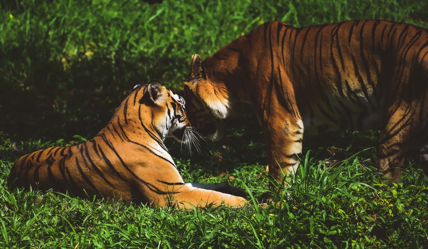 Waking the Tiger