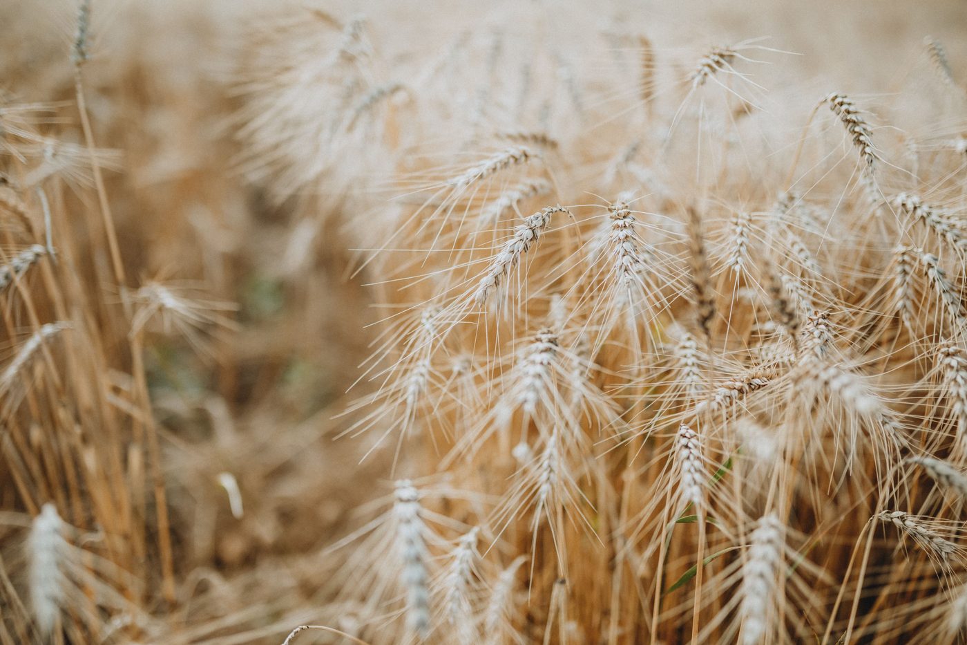Wheat Belly
