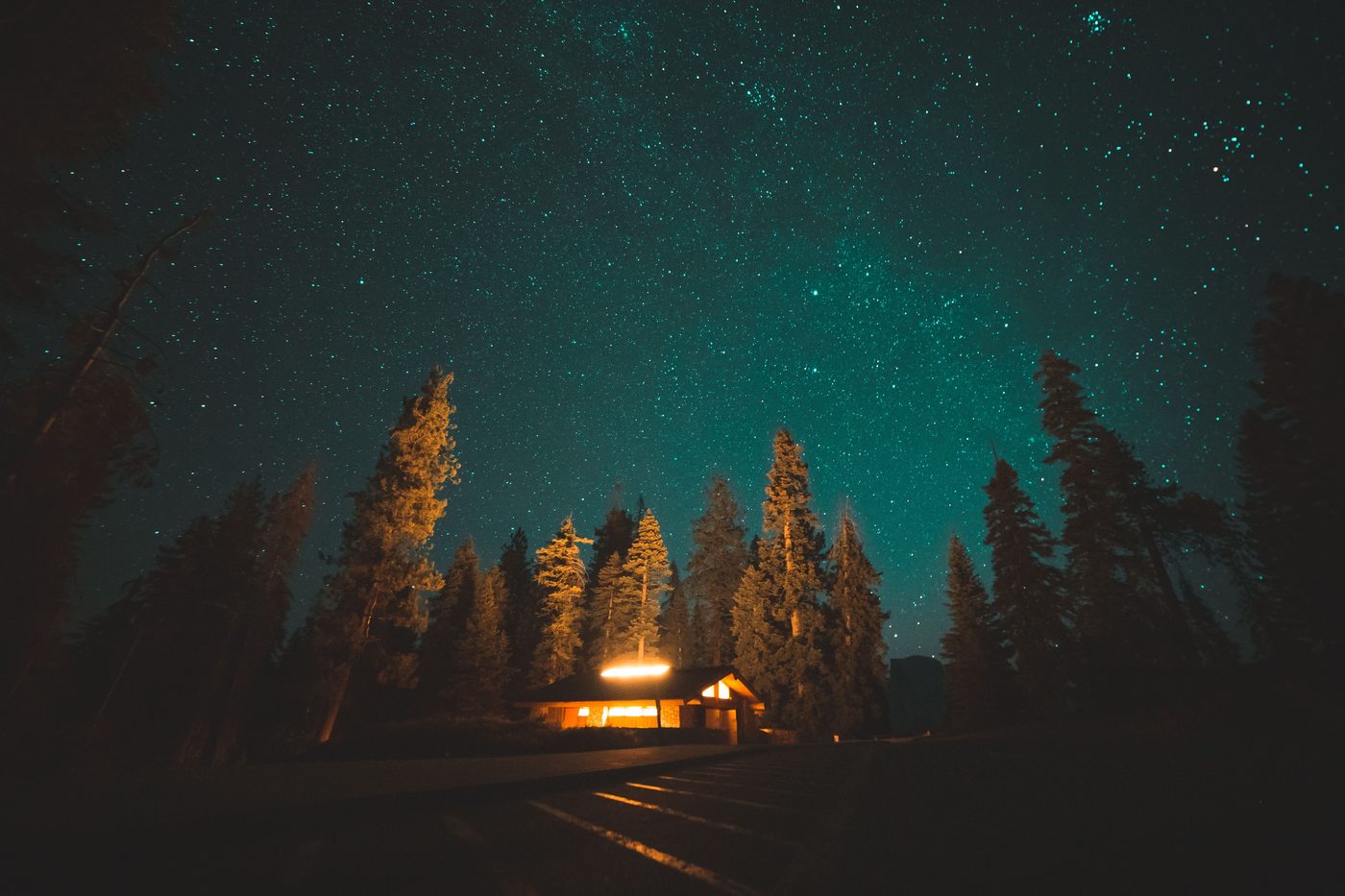 Where the Forest Meets the Stars