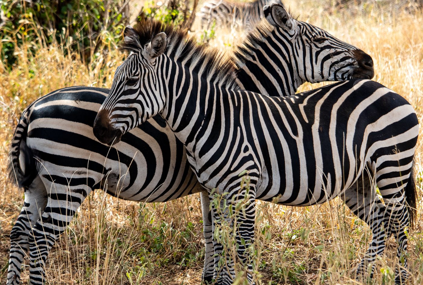 Why Zebras Don't Get Ulcers