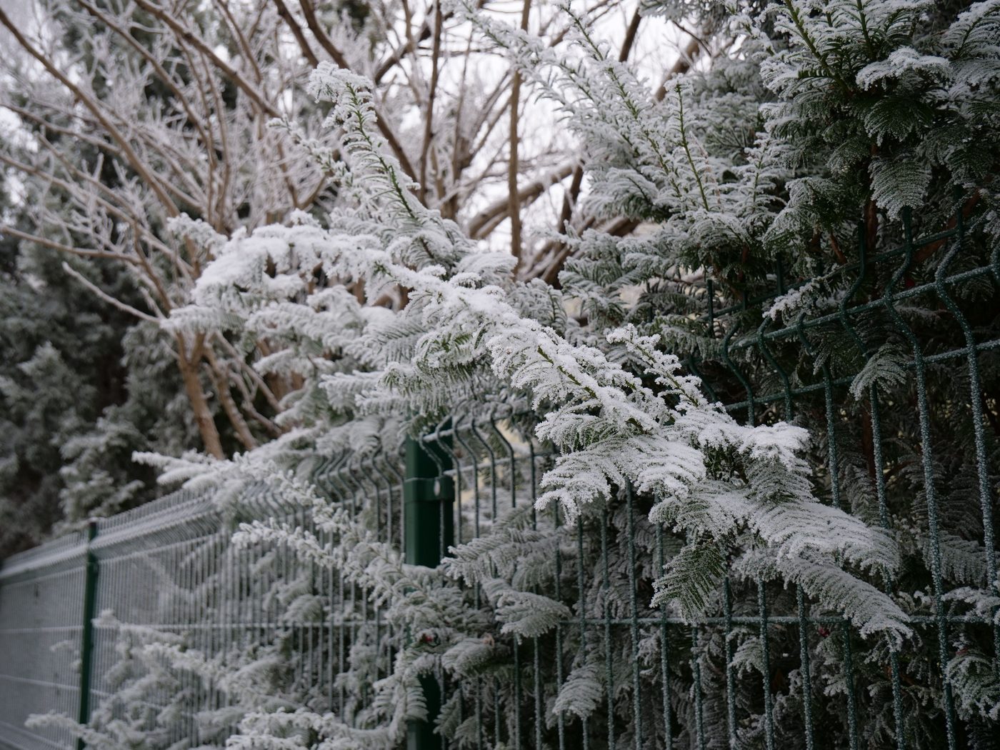 Winter Garden