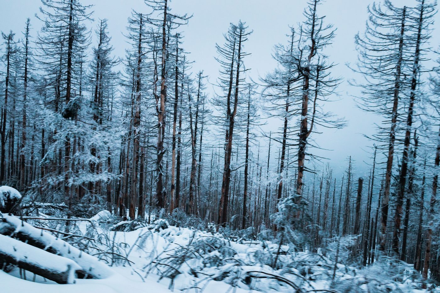 Wintering